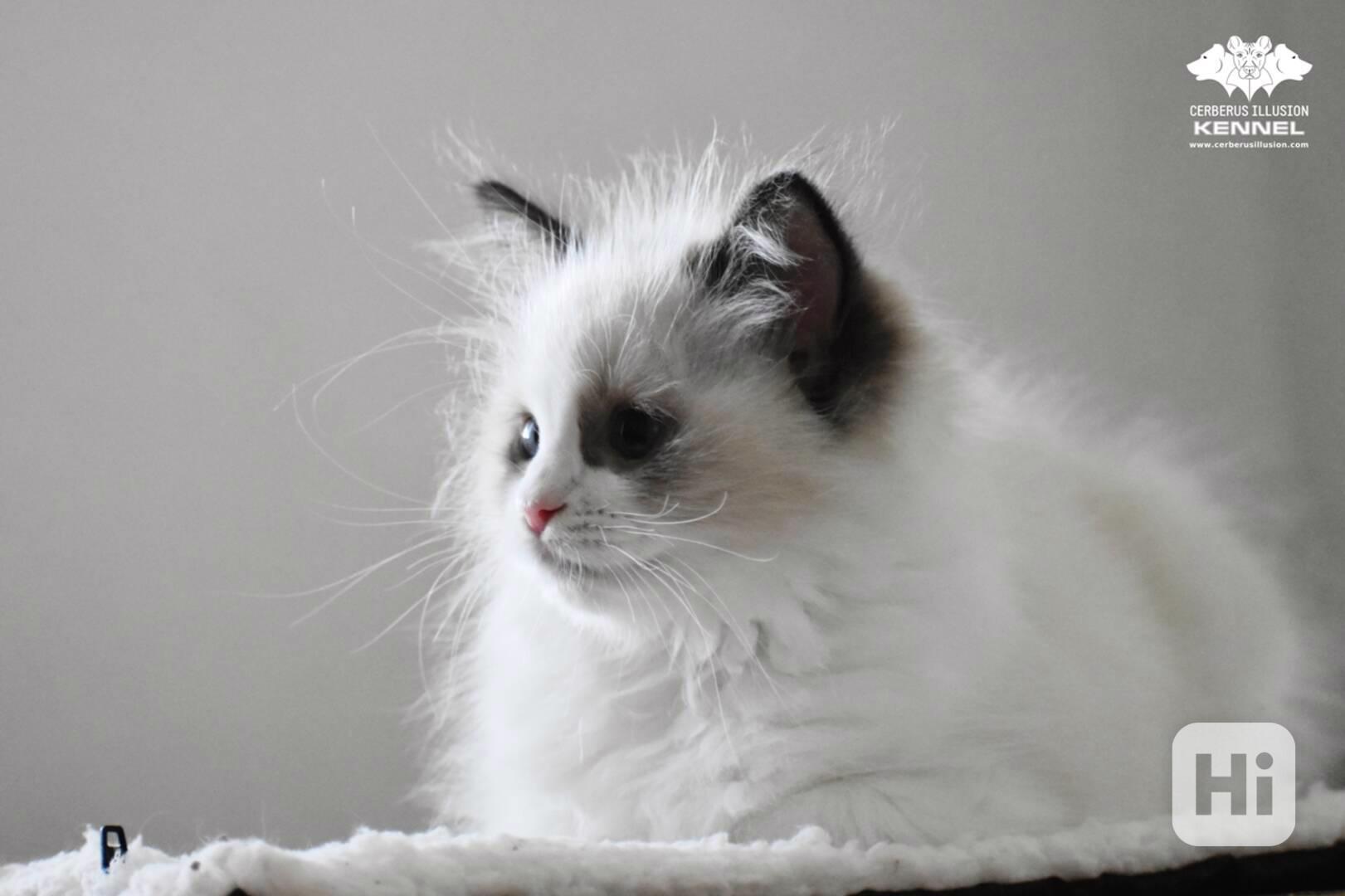 Ragdoll s PP – nádherná seal bicolor kočka na výstavy a chov - foto 1