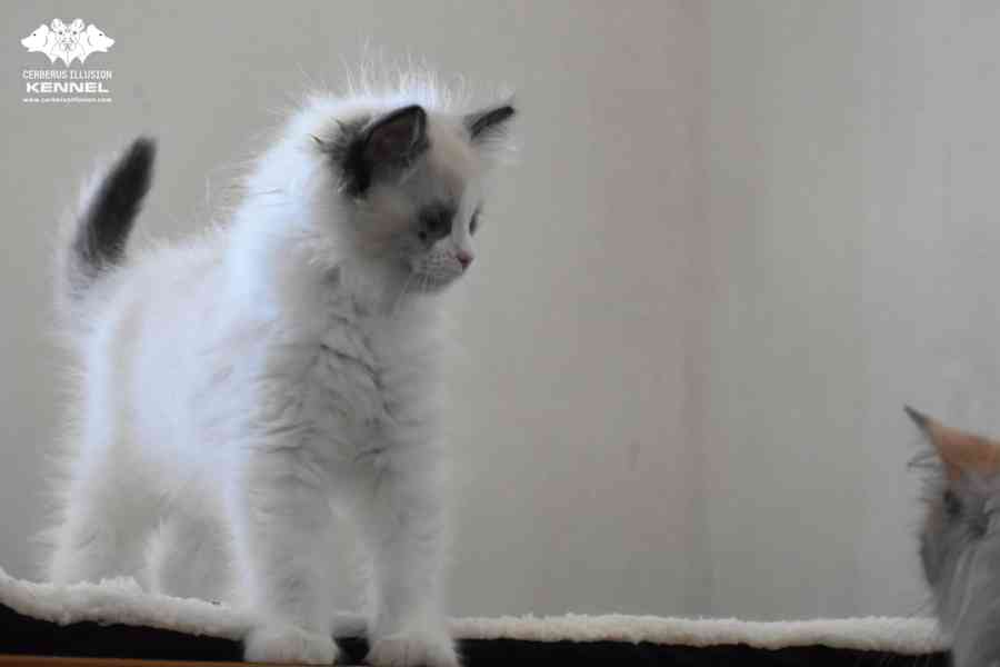 Ragdoll s PP – nádherná seal bicolor kočka na výstavy a chov - foto 5