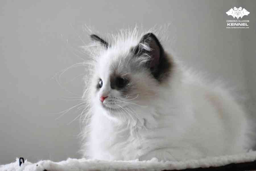 Ragdoll s PP – nádherná seal bicolor kočka na výstavy a chov - foto 1