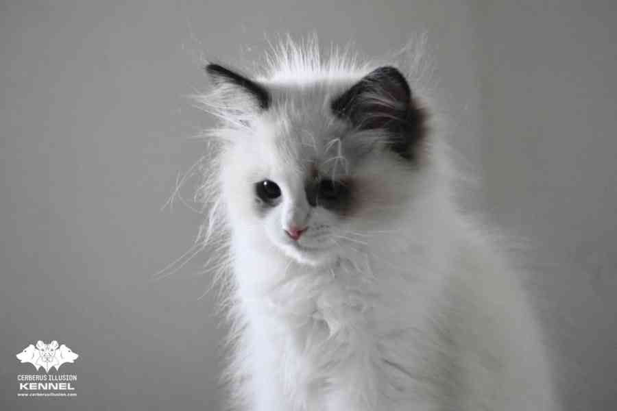 Ragdoll s PP – nádherná seal bicolor kočka na výstavy a chov - foto 2