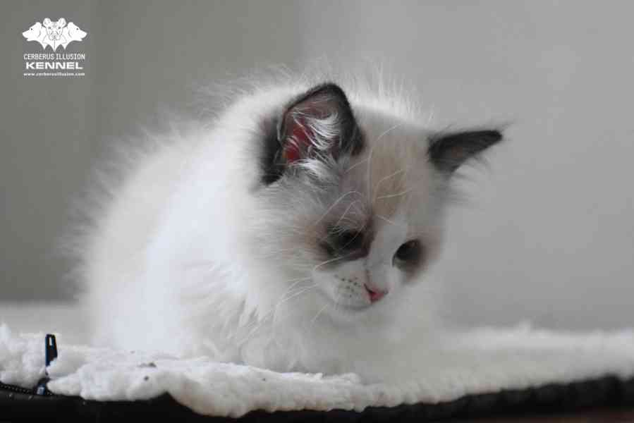 Ragdoll s PP – nádherná seal bicolor kočka na výstavy a chov - foto 3