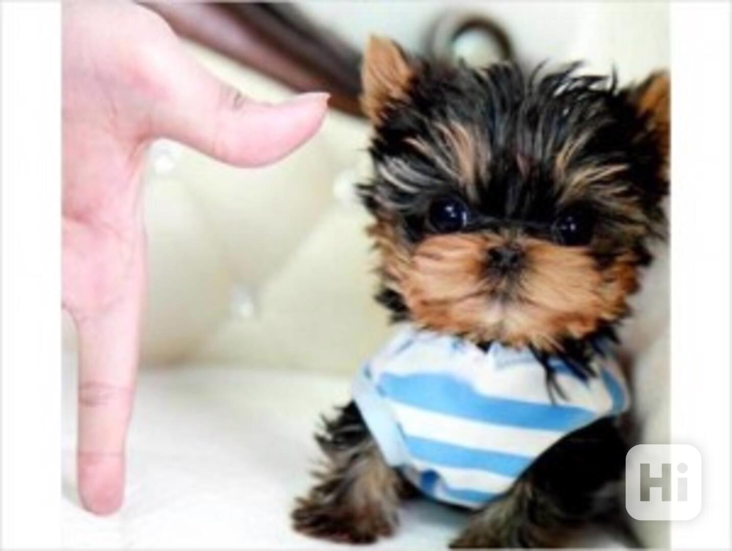 Rozkošná štěňata jorkšírského teriéra k adopci - foto 1