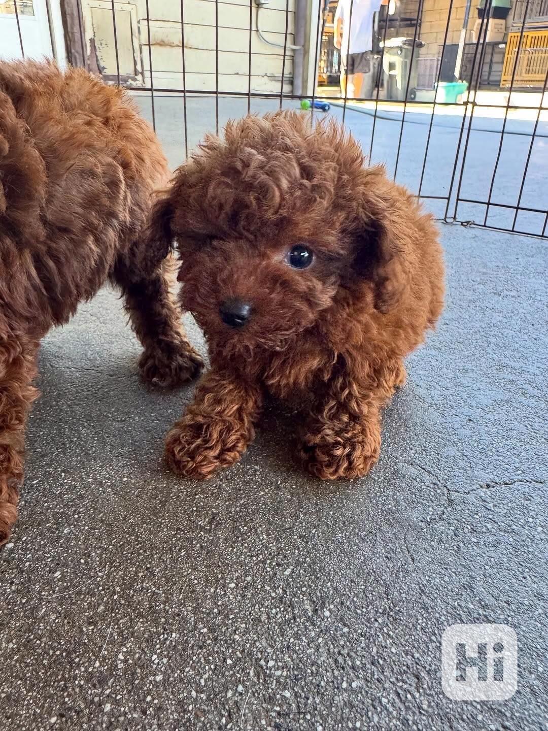 Krásná štěňata pudla - foto 1