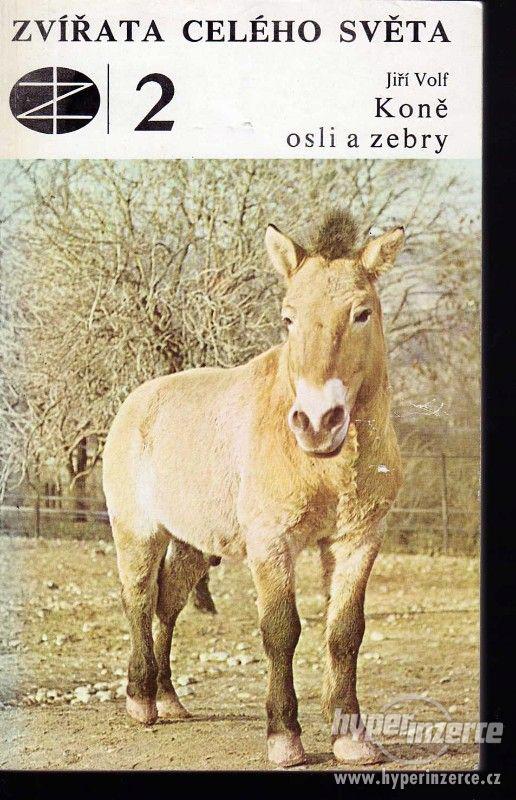Koně, osli a zebry  Jiří Volf 1977 - 1.vydání  2. svazek edi - foto 1