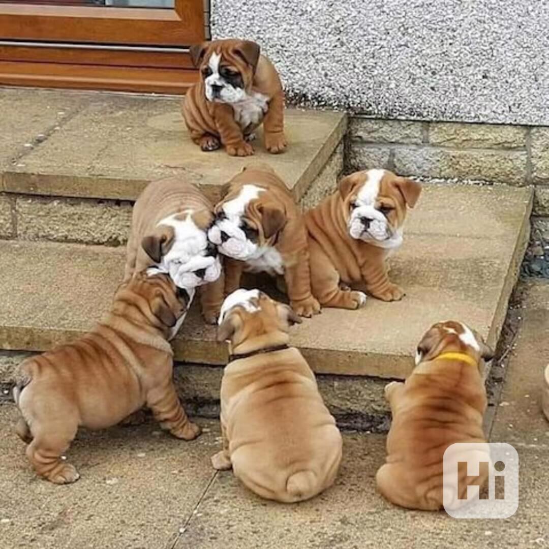 štěňata anglického buldoka k adopci - foto 1