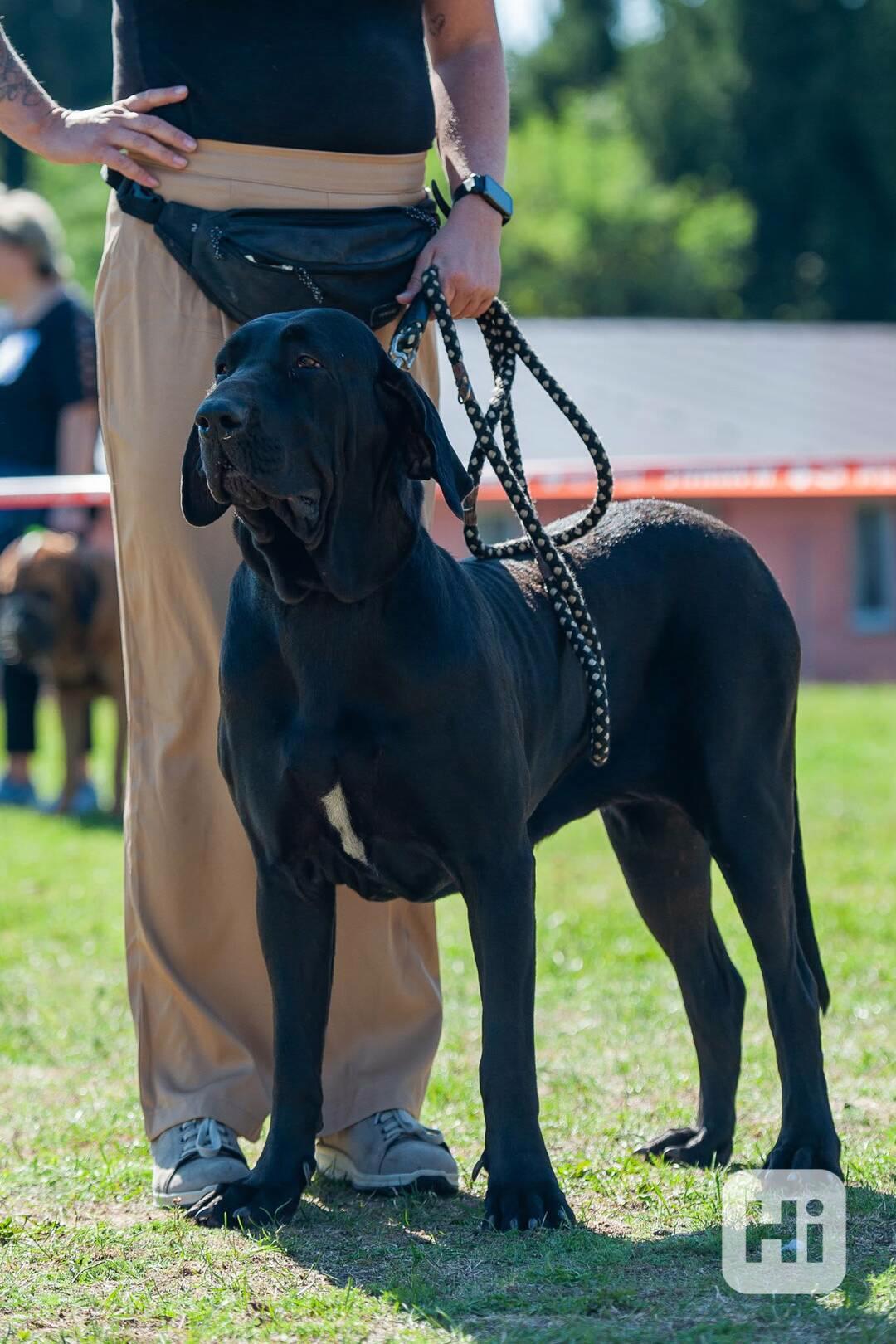 Brazilská fila - foto 1