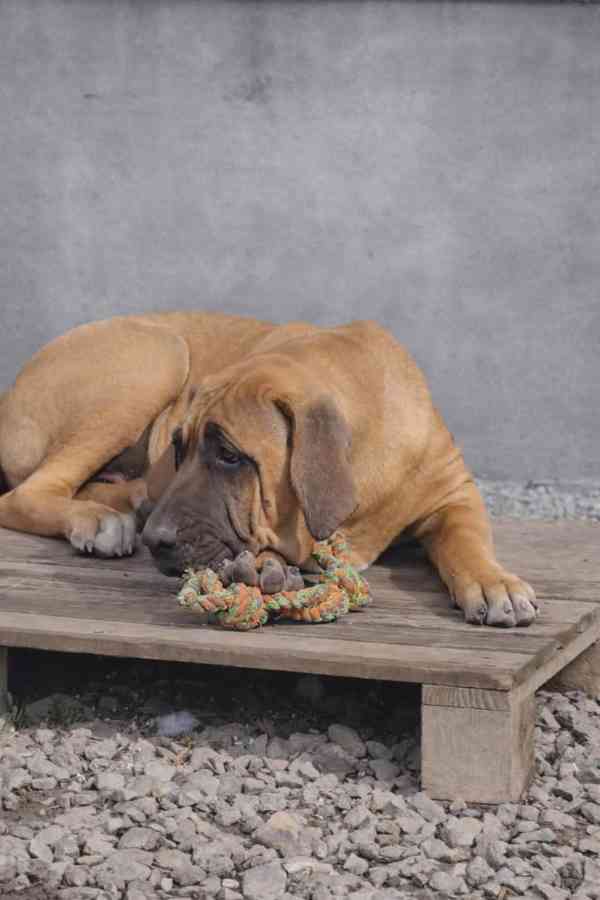 Brazilská fila - foto 4