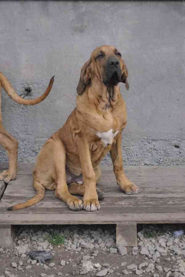 Brazilská fila - foto 5