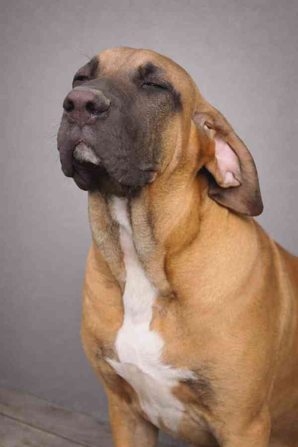 Brazilská fila - foto 3