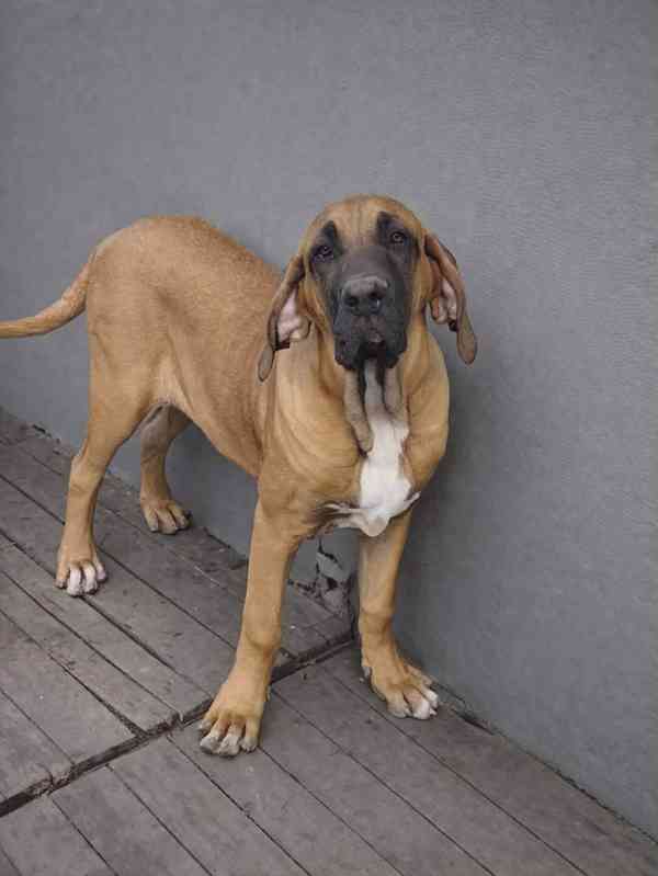 Brazilská fila - foto 2