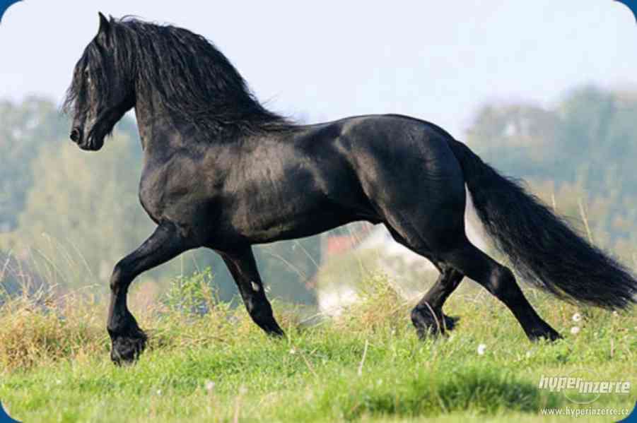 Frisianský kůň, krásná 4 letá kobyla potřebuje nový domov - foto 3