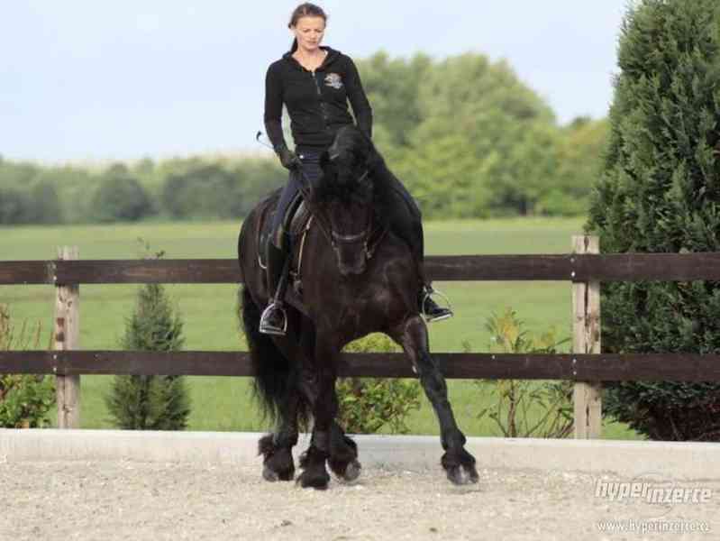 Frisianský kůň, krásná 4 letá kobyla potřebuje nový domov - foto 4