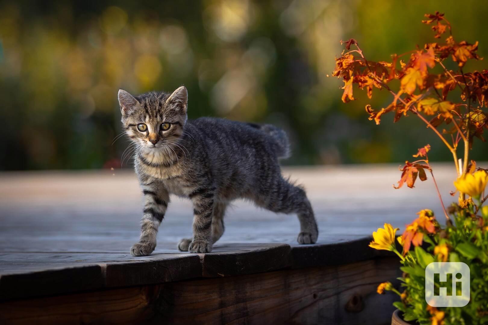 Hledáme domov pro Terezku a Agátku - foto 1
