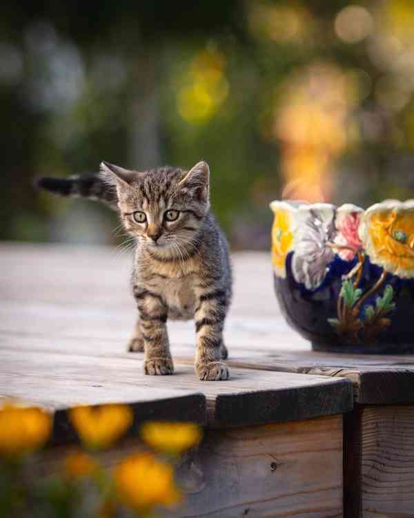 Hledáme domov pro Terezku a Agátku - foto 3