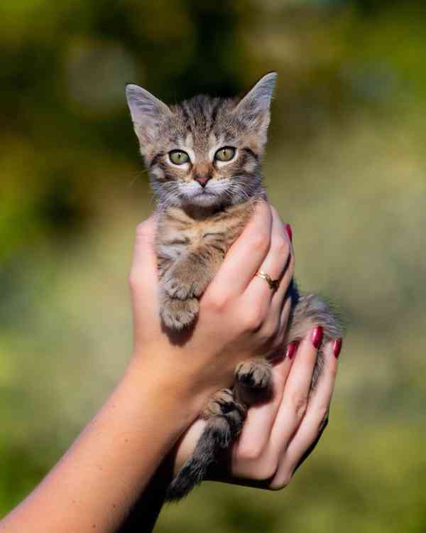 Hledáme domov pro Terezku a Agátku - foto 4