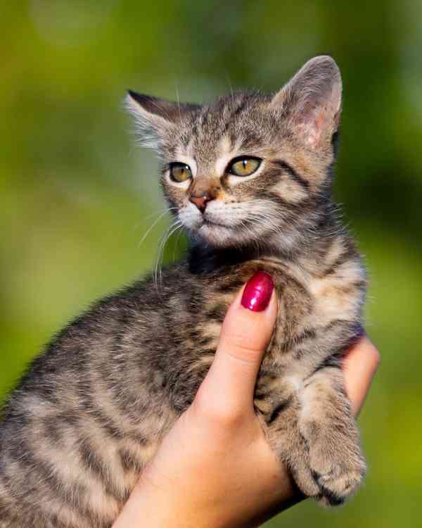 Hledáme domov pro Terezku a Agátku - foto 5