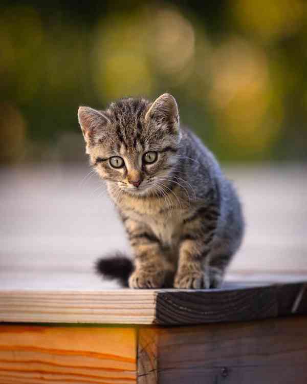 Hledáme domov pro Terezku a Agátku - foto 2