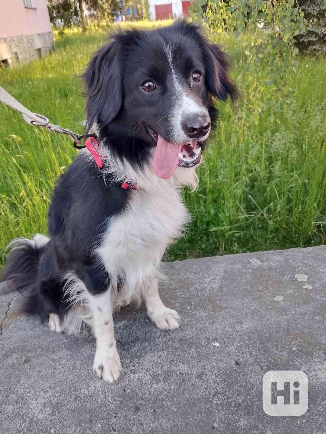 Border kolie mix (kluk 10 měsíců) - foto 1