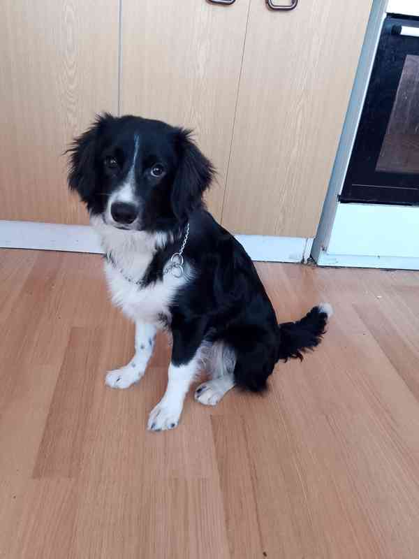 Border kolie mix (kluk 10 měsíců) - foto 4