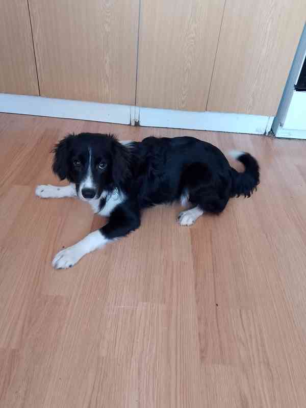 Border kolie mix (kluk 10 měsíců) - foto 3