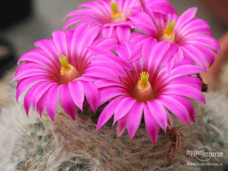 Kaktus Krainzia guelzowiana - semena - foto 1