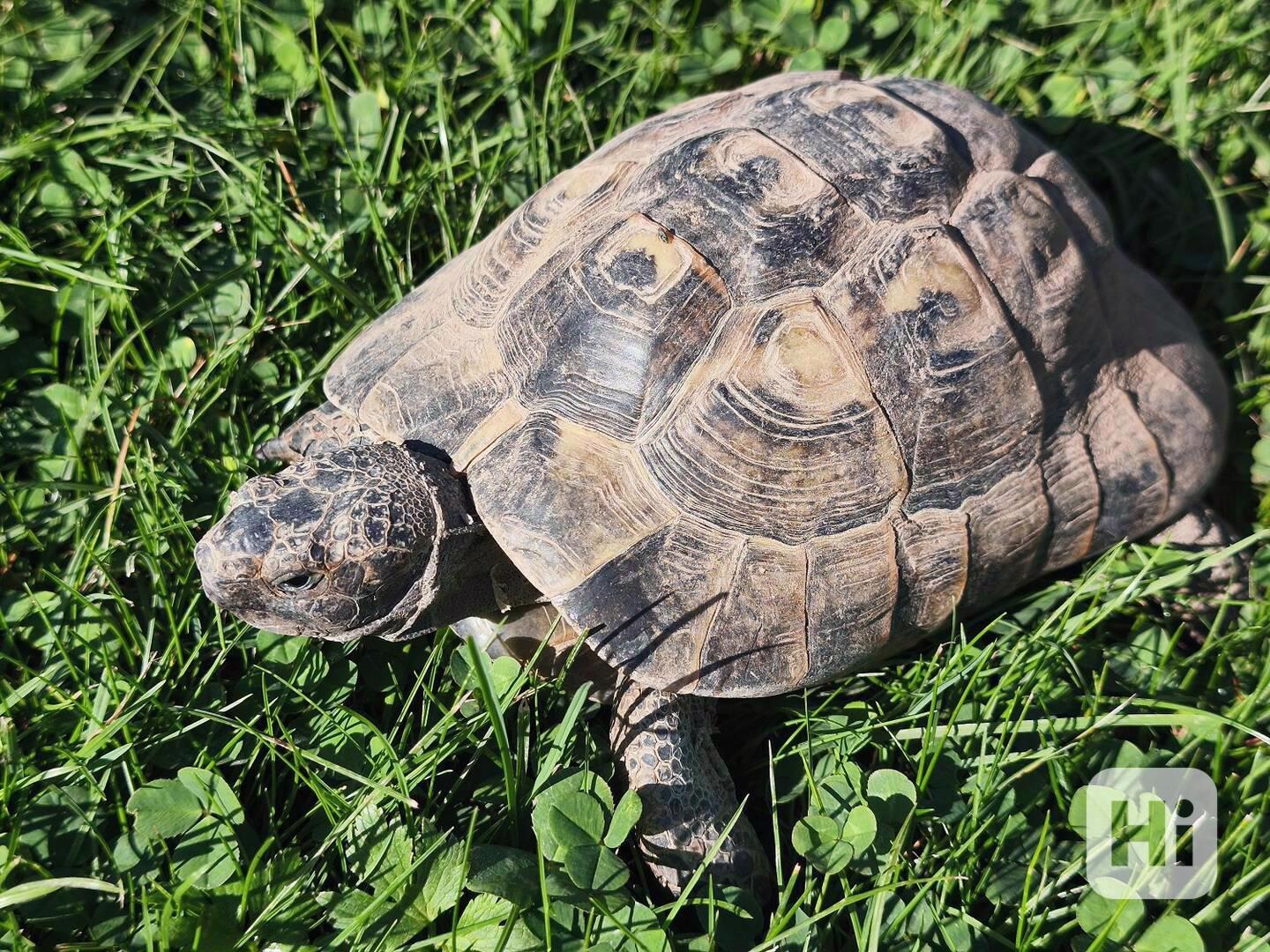 Želva žlutohnědá Testudo graecea - foto 1
