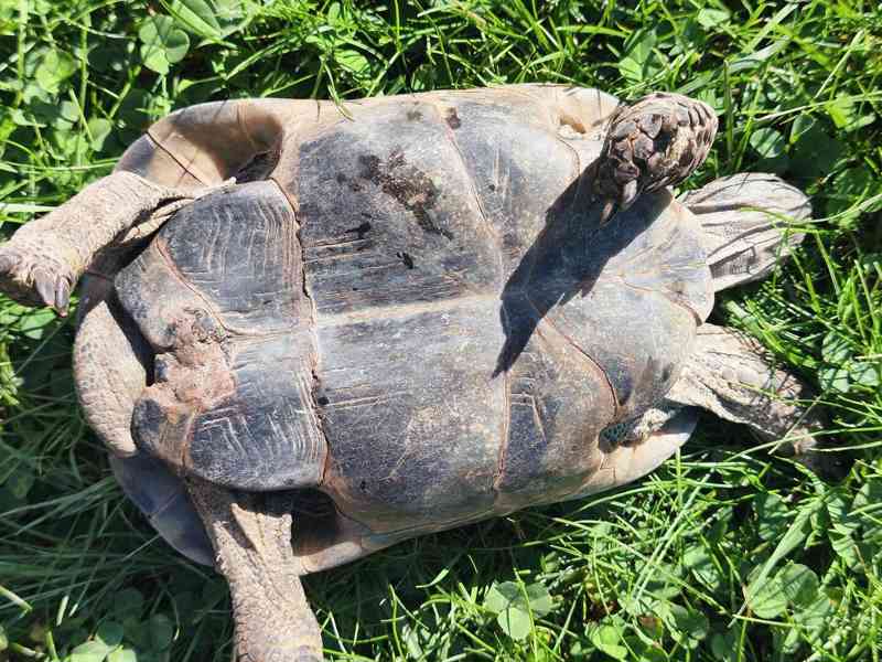 Želva žlutohnědá Testudo graecea - foto 4