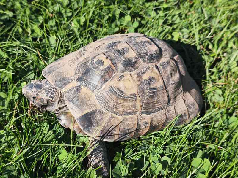 Želva žlutohnědá Testudo graecea - foto 3