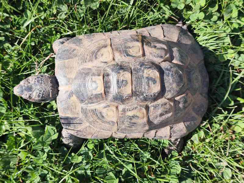 Želva žlutohnědá Testudo graecea - foto 2