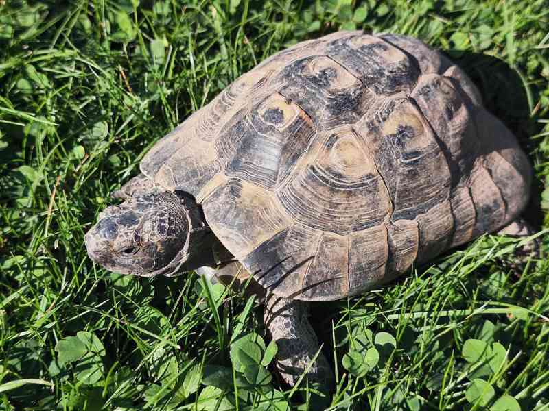 Želva žlutohnědá Testudo graecea - foto 1