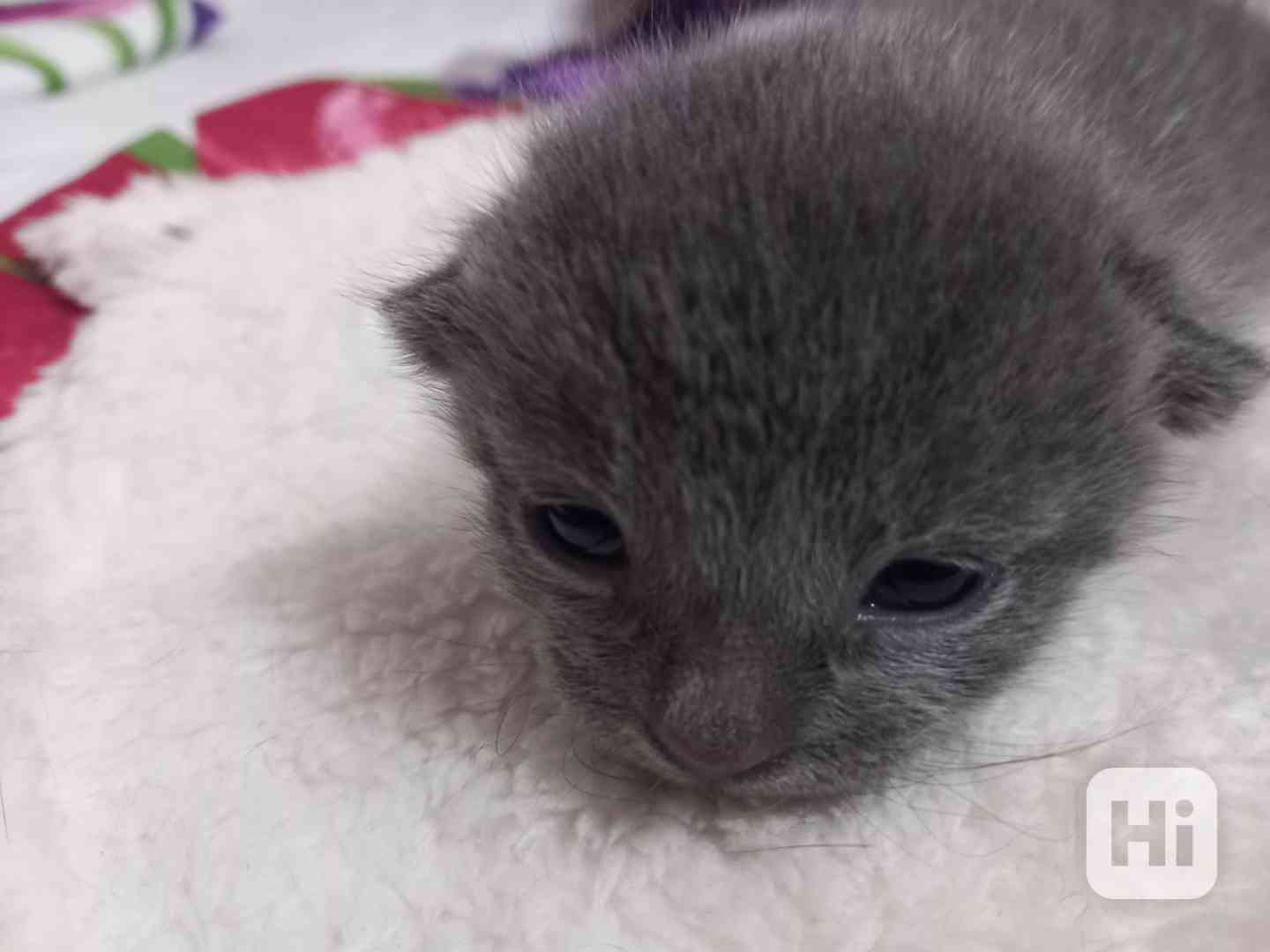 RUSKÝ MODRÝ KOCOUREK - foto 1