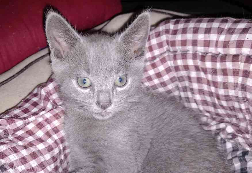 RUSKÝ MODRÝ KOCOUREK - foto 7