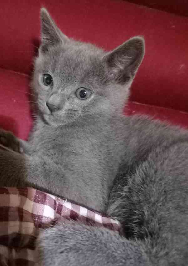 RUSKÝ MODRÝ KOCOUREK - foto 6