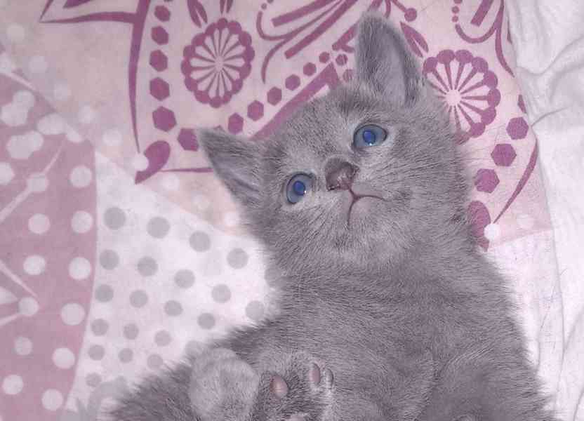 RUSKÝ MODRÝ KOCOUREK - foto 4