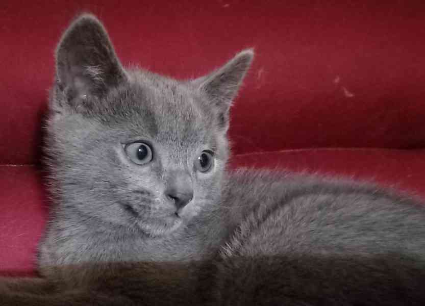 RUSKÝ MODRÝ KOCOUREK - foto 5