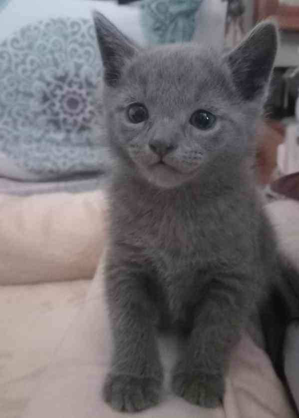 RUSKÝ MODRÝ KOCOUREK - foto 2