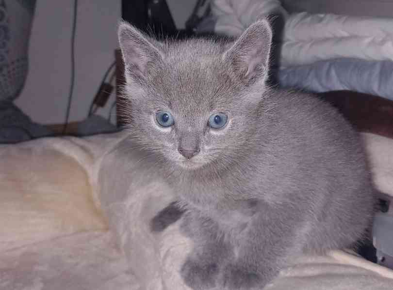 RUSKÝ MODRÝ KOCOUREK - foto 3