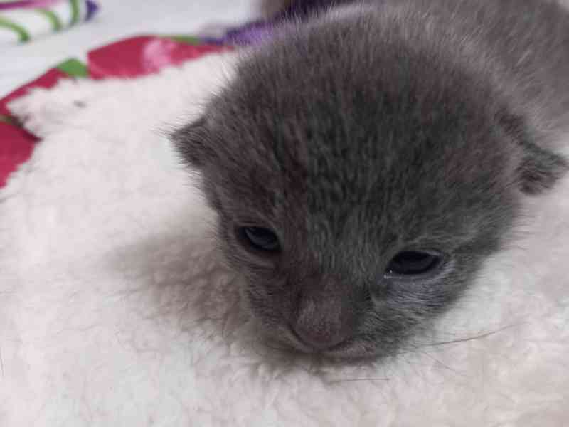 RUSKÝ MODRÝ KOCOUREK - foto 1