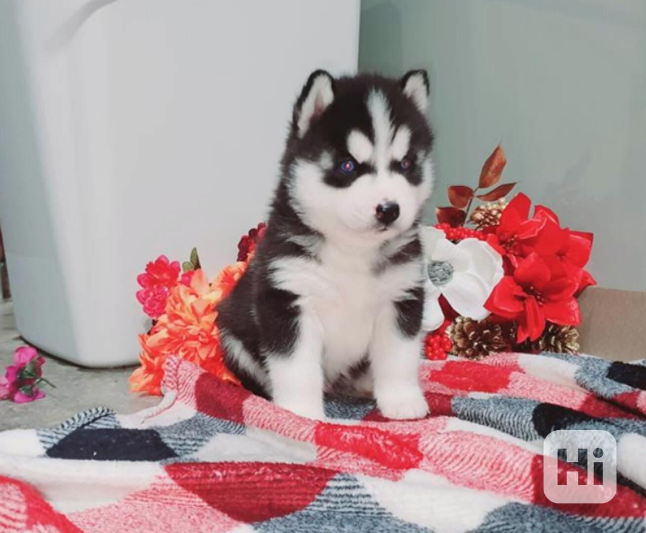 štěňata Sibiřský husky k dispozici - foto 1