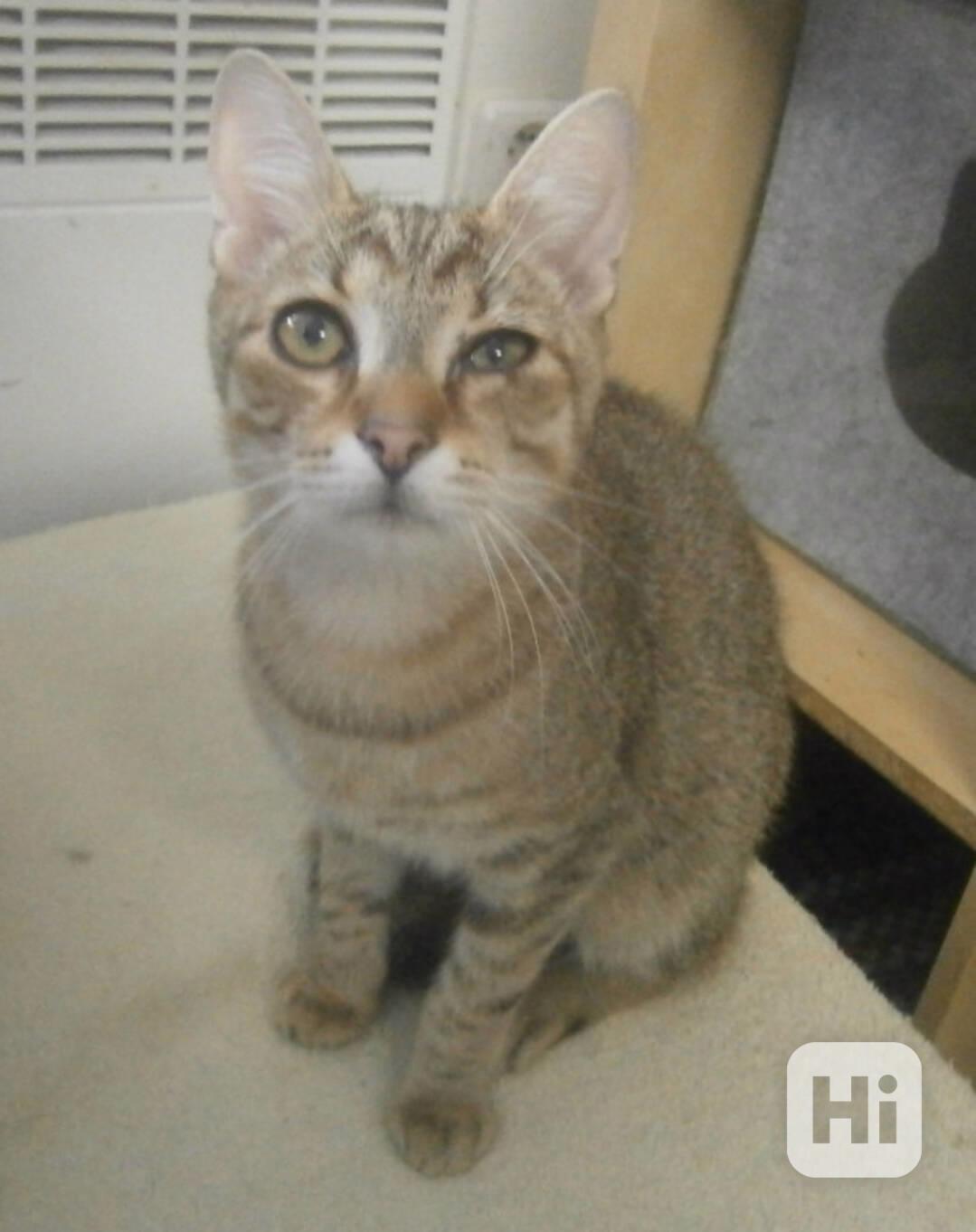 Mazlivý, pohodový, mourovaný 5,5měsíční kocourek Merlin - foto 1