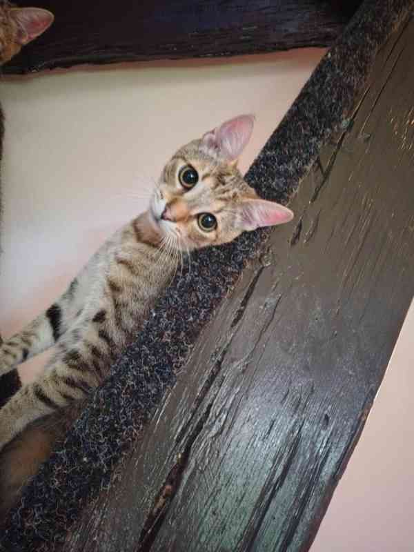 Mazlivý, pohodový, mourovaný 5,5měsíční kocourek Merlin - foto 6