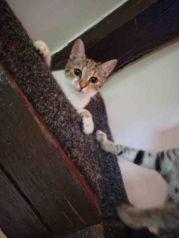 Mazlivý, pohodový, mourovaný 5,5měsíční kocourek Merlin - foto 7