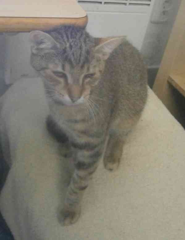 Mazlivý, pohodový, mourovaný 5,5měsíční kocourek Merlin - foto 2