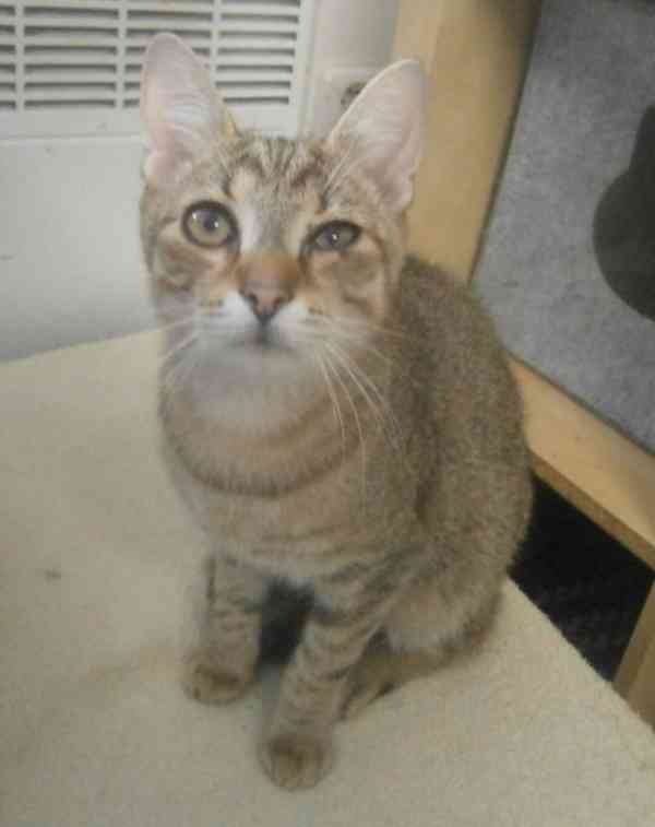 Mazlivý, pohodový, mourovaný 5,5měsíční kocourek Merlin - foto 1