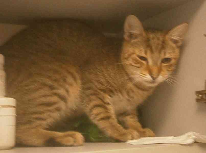 Mazlivý, pohodový, mourovaný 5,5měsíční kocourek Merlin - foto 4