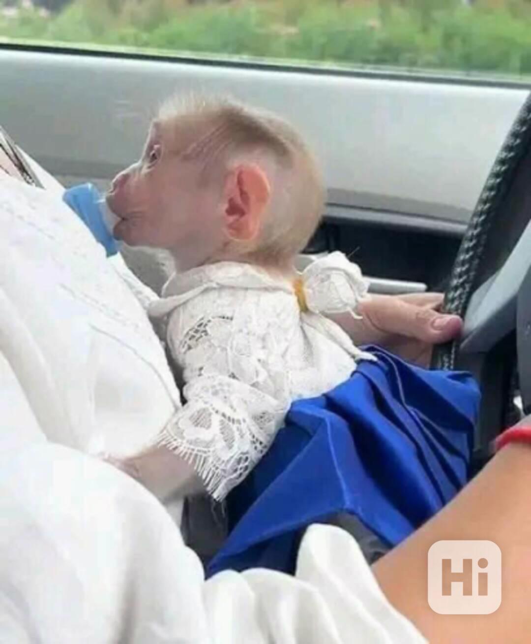 OPICE KAPUCÍNSKÉ K ADOPCI - foto 1