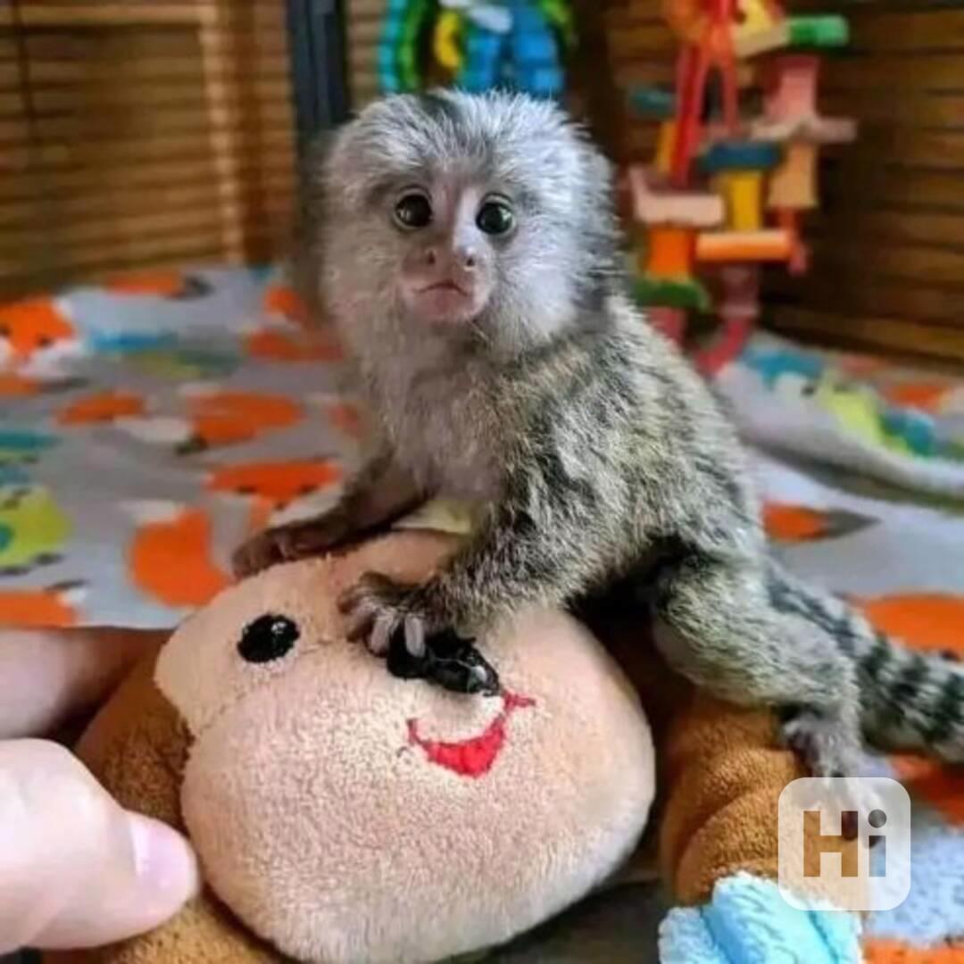 Rozkošná miminka kosmanů jsou připravena - foto 1