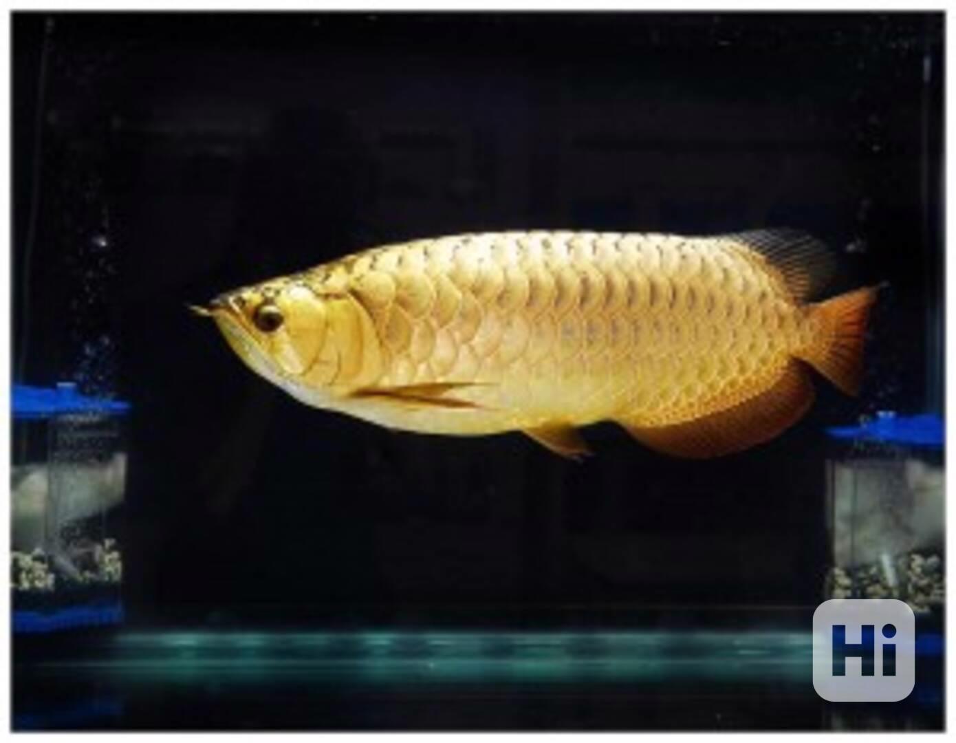 Ryba Arowana - foto 1