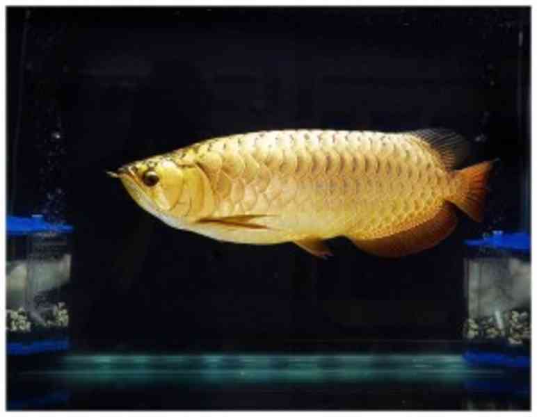 Ryba Arowana - foto 1