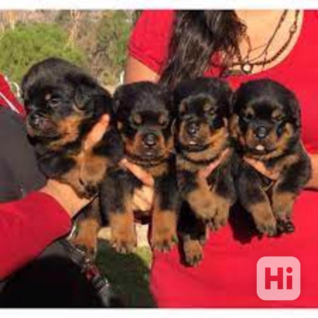 Rozkošná štěňata rotvajlera na prodej - foto 1